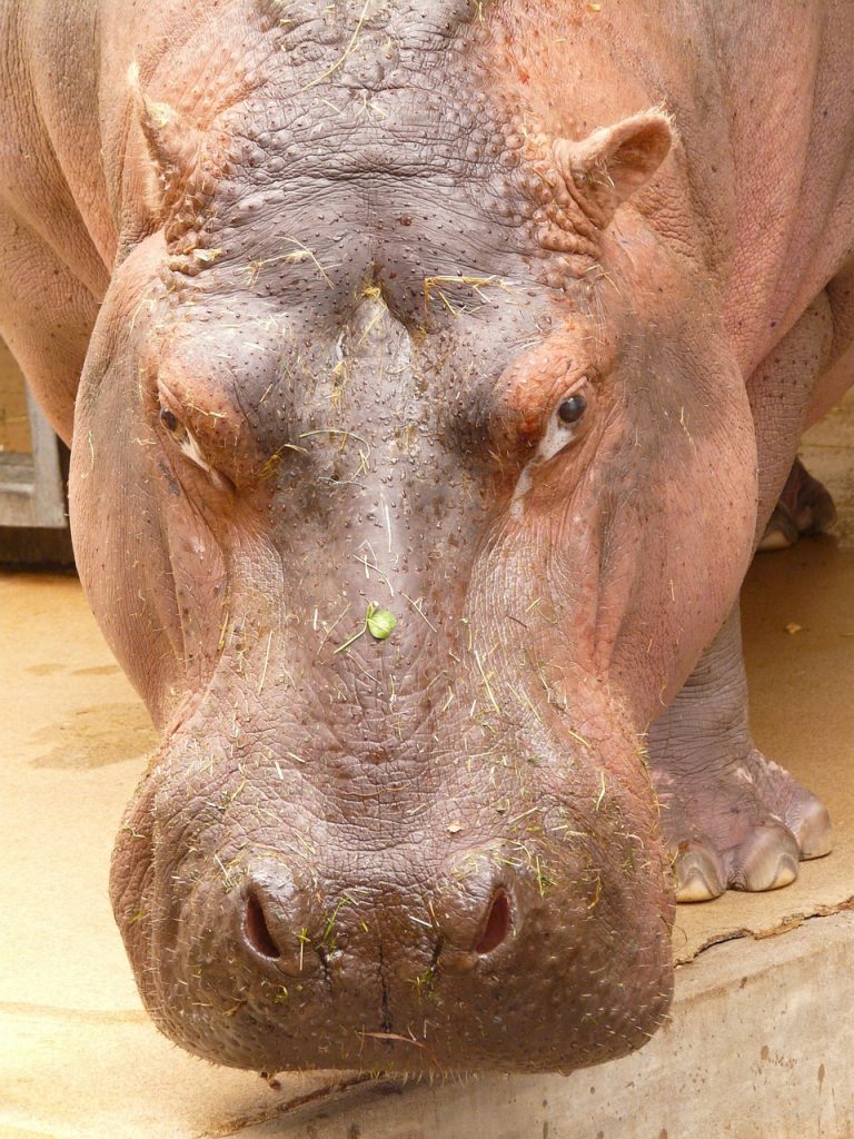 hippopotamus-91182_1280